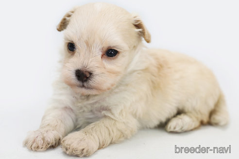 成約済の神奈川県のマルプー:マルチーズ×トイプードル-339322の3枚目